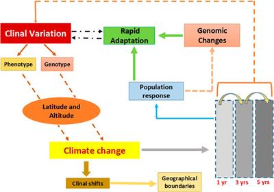 Clinal variation as a tool to understand climate change